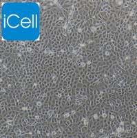 大鼠表皮干细胞/免疫荧光鉴定/镜像绮点（Cellverse）