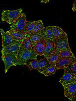 CD71 antibody [MEM-75] (Biotin)
