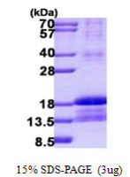 Human ID2 protein, His tag