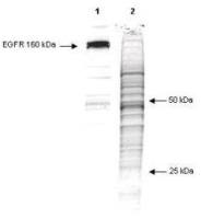 Phosphotyrosine antibody [13F9]