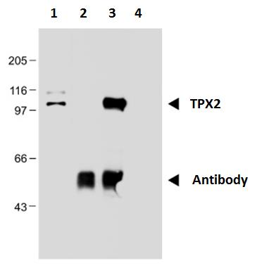 TPX2 antibody [TPX2-01]