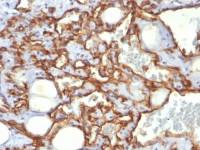 CD31 antibody [SPM532]