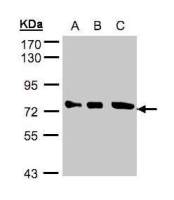 Optineurin antibody