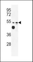 MARVELD2 antibody, C-term