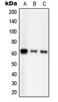 PAK2 (phospho Ser20) antibody