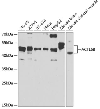 BAF53B antibody