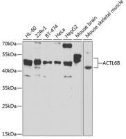 BAF53B antibody