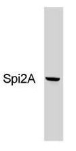 Serine Protease Inhibitor 2A (Spi2A) antibody [MoFo 29.2]