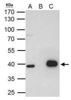 LHX8 antibody