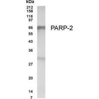 PARP2 antibody