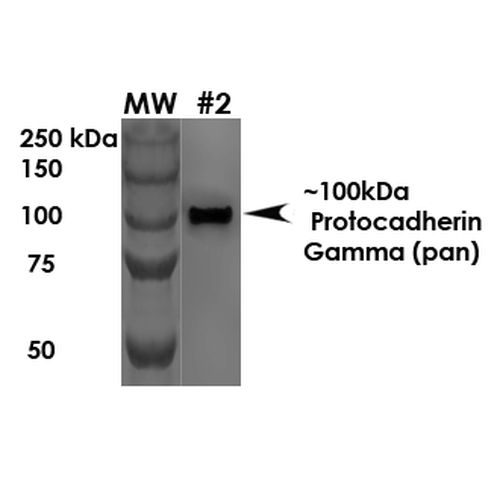 Protocadherin gamma (pan) antibody [S159-5]