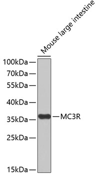 MC3 Receptor antibody