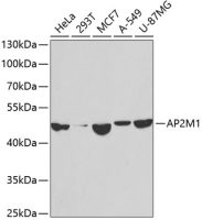 AP2M1 antibody