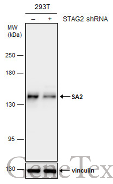SA2 antibody