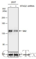 SA2 antibody