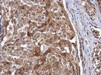 Cullin 7 antibody [C2C3], C-term