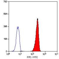 Leukotriene B4 Receptor antibody [202/7B1] (FITC)