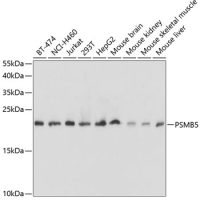 PSMB5 antibody