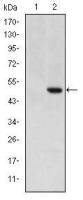 Cripto antibody [3A6]