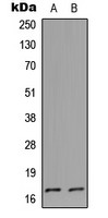 CSTL1 antibody