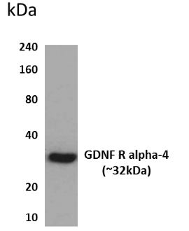 GFR alpha 4 antibody [3P34]