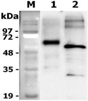 Rat Progranulins protein, DDDDK tag