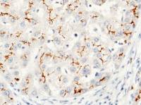 CEACAM1 antibody [8B6E2F4]