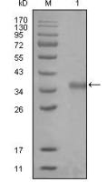 NCOR1 antibody [7A7A9]