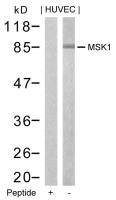 MSK1 antibody