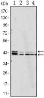 ERK1/2 antibody [3F8]