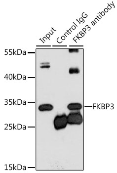 FKBP25 antibody