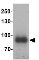 IL17 Receptor E antibody