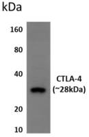 CTLA4 antibody [8F16]