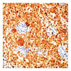 S100 antibody [4C4.9] (Biotin)