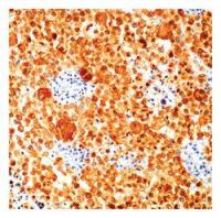 S100 antibody [4C4.9] (Biotin)