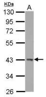 GALK1 antibody [N3C3]