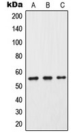Cytochrome P450 2C9 antibody