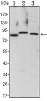 IKK alpha antibody [3G12]