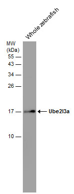 UBE2L3 antibody