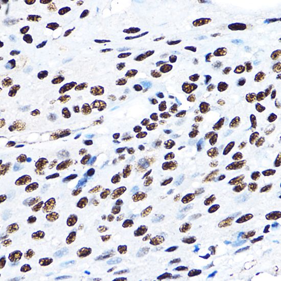 SF3A3 antibody