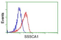 SSSCA1 antibody [2F5]