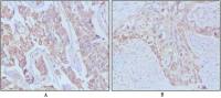 EGF antibody [9D7F11]
