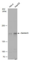 Gemin 5 antibody