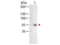 Chicken Anti-Human IgG antibody (AP)