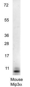 MIP3 alpha antibody