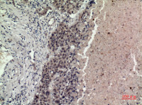 FGF16 antibody