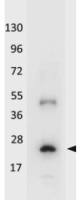 IL32A antibody (HRP)