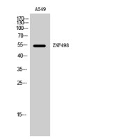 ZNF498 antibody