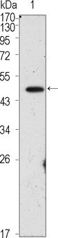 Oct4 antibody [3A5]