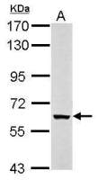 KPNA5 antibody